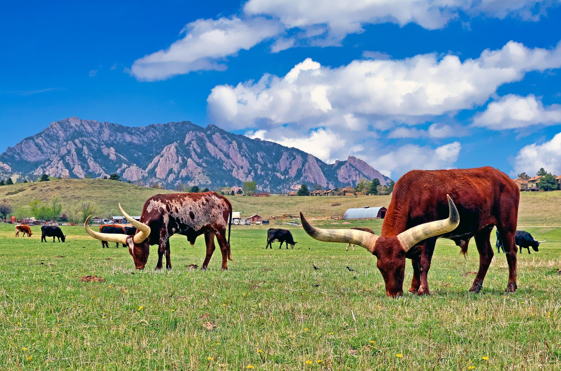 Colorado longhorns